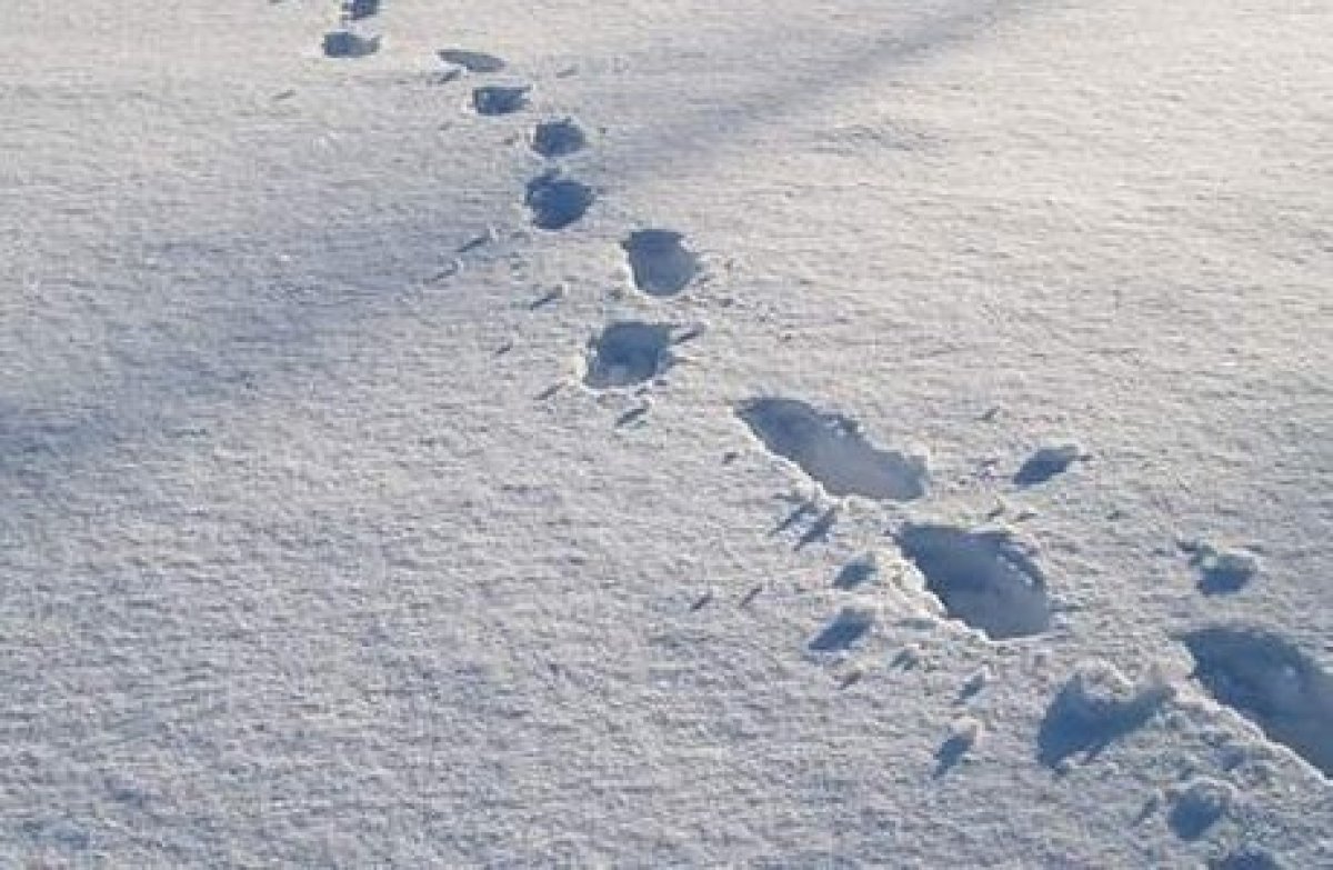 Аяқ киімнің ізі арқылы анықтады