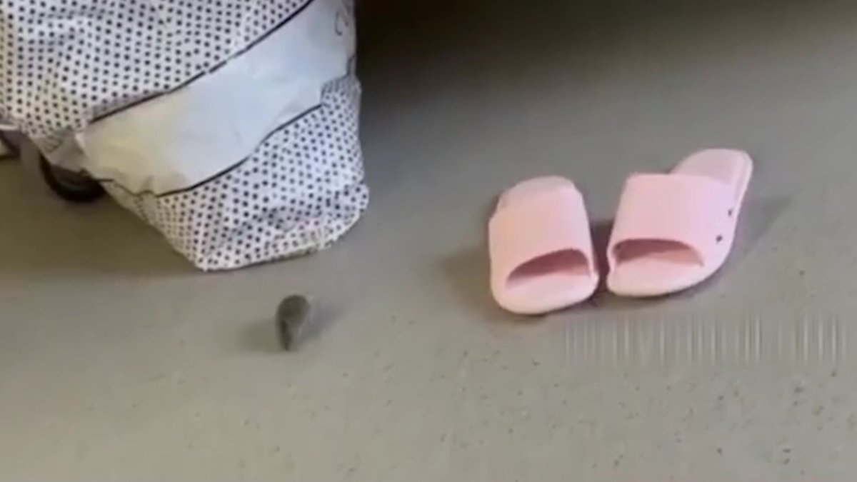 Атырау перзентханасында емін-еркін жүрген тышқан жүкті келіншектерді шошытты