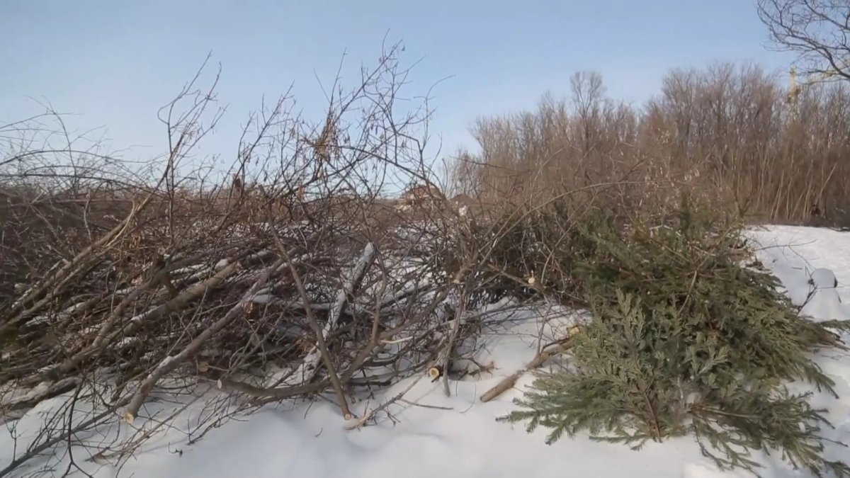 БҚО тұрғындары өзен алқабындағы ормандарды сақтап қалуды сұрап отыр