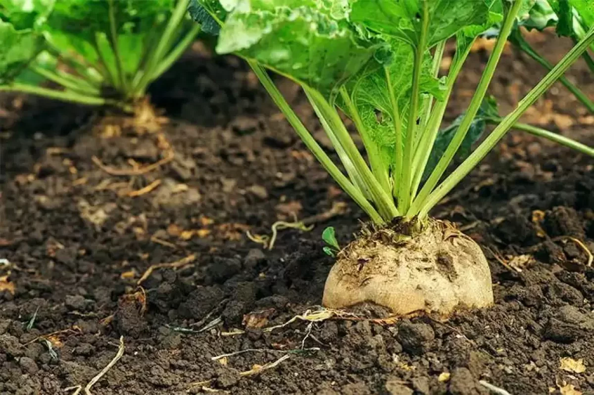 Алматы облысында қант қызылшасын егетін алқаптарда су тапшы