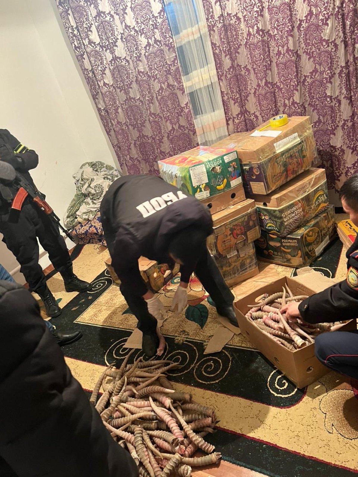 БҚО полицейлері ақбөкеннің 2 мыңнан астам мүйізін тәркіледі