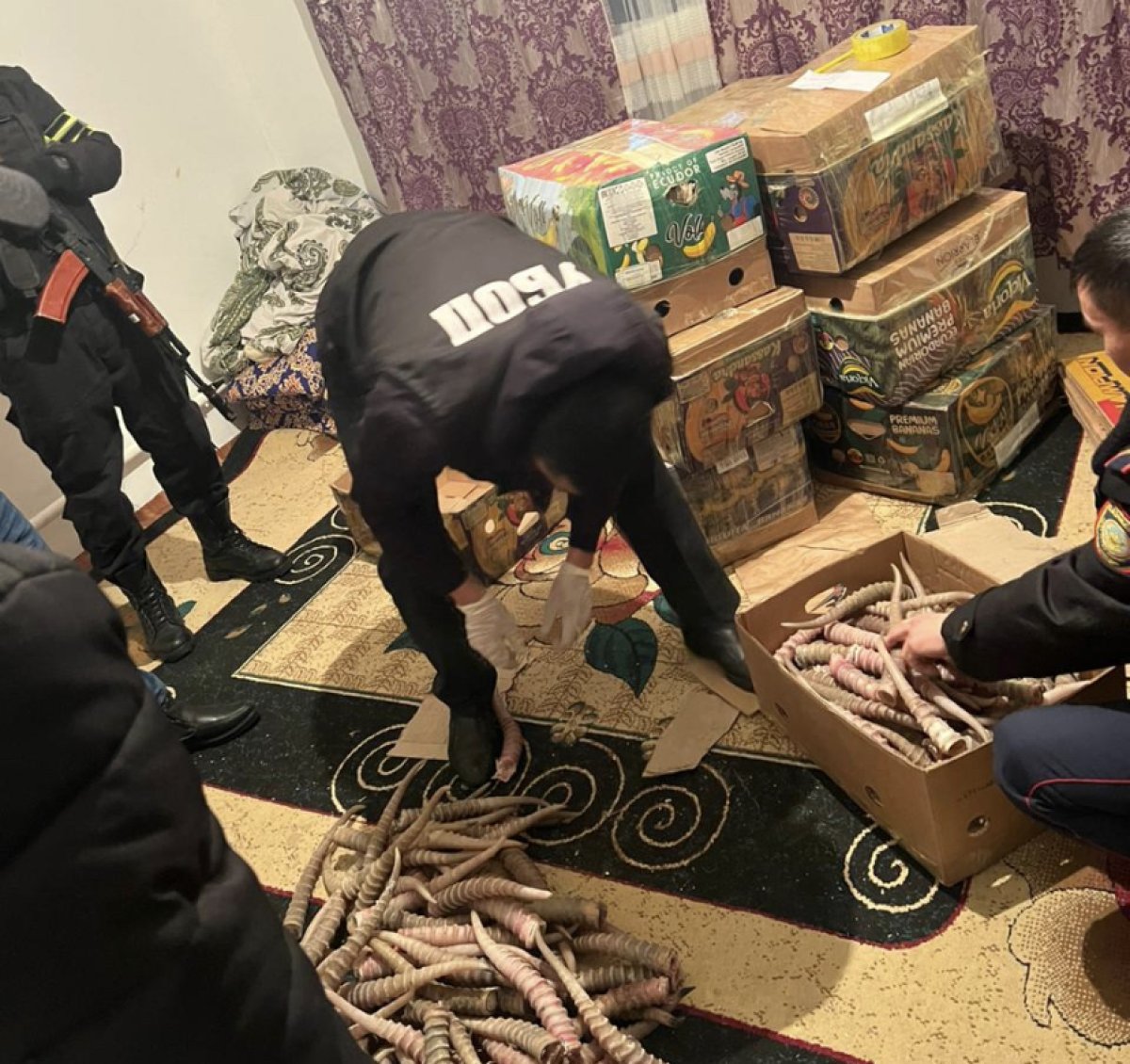 Свыше 2 тысяч рогов сайгака изъяли полицейские ЗКО