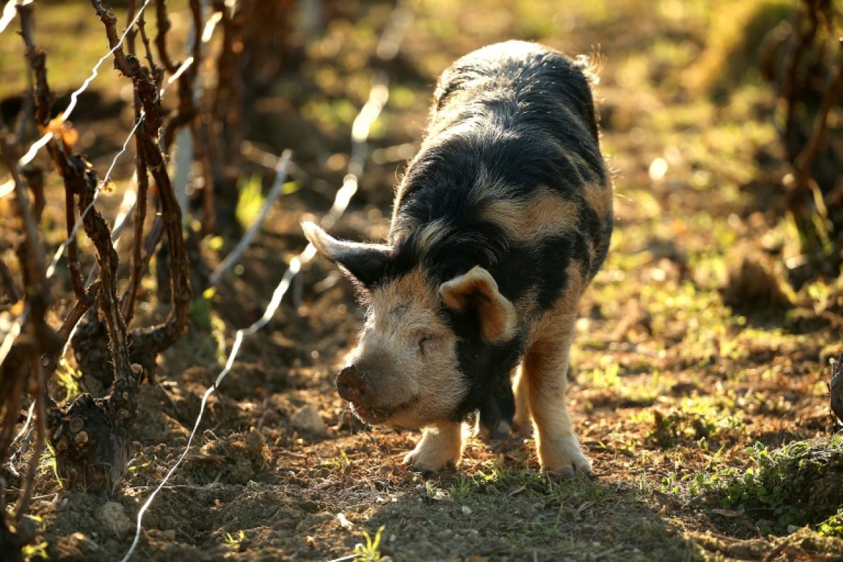 Поросята будут бороться с сорняками во французских виноградниках