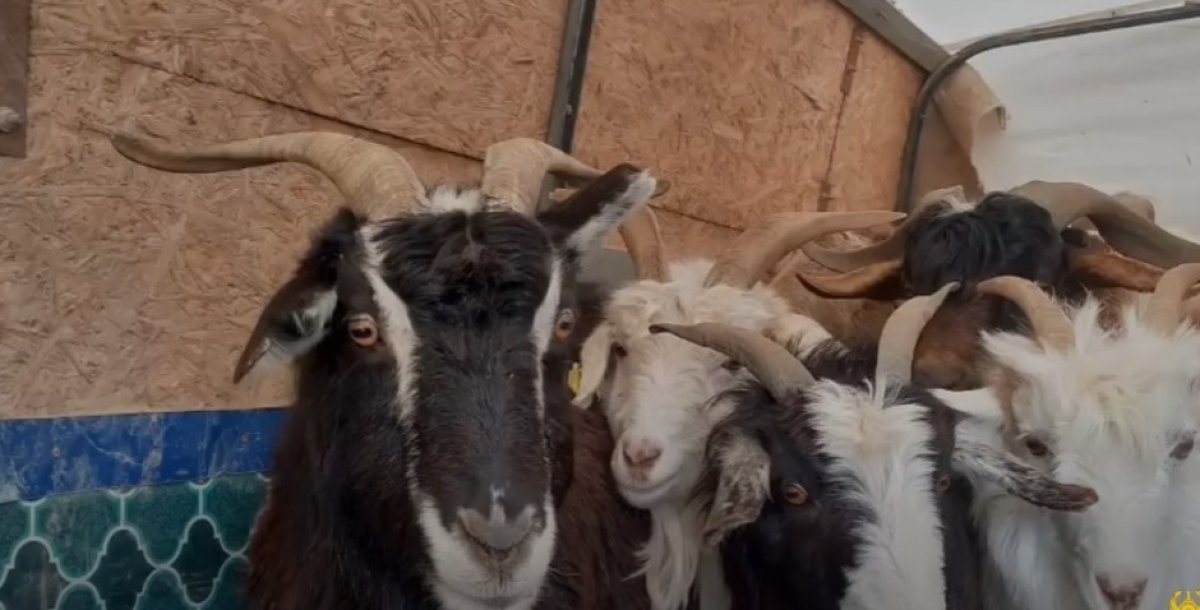 Матёрых скотокрадов задержали в Мангистауской области