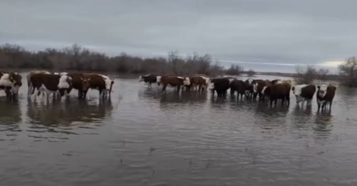 Стадо коров и табун лошадей вытащили из поднявшейся реки спасатели в Актюбинской области