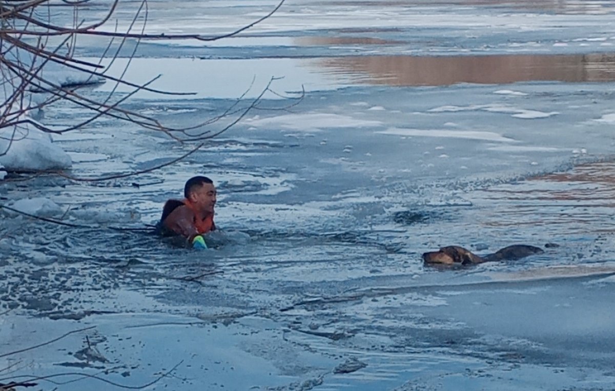 В Петропавловске из ледяной воды спасли собаку
