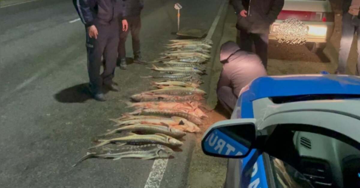 Маңғыстауда 120 келі бекіре балығы тәркіленді