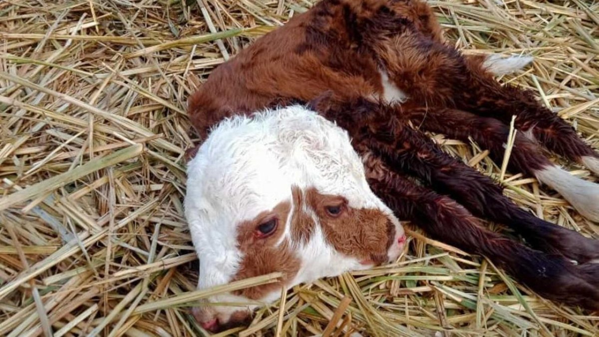 Төрт көзі, екі аузы бар бұзау