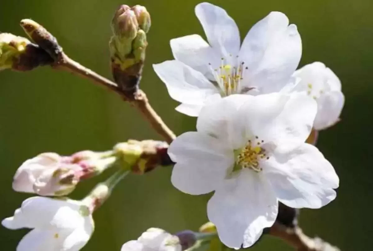 Токиода биыл сакура ерте гүлдеді