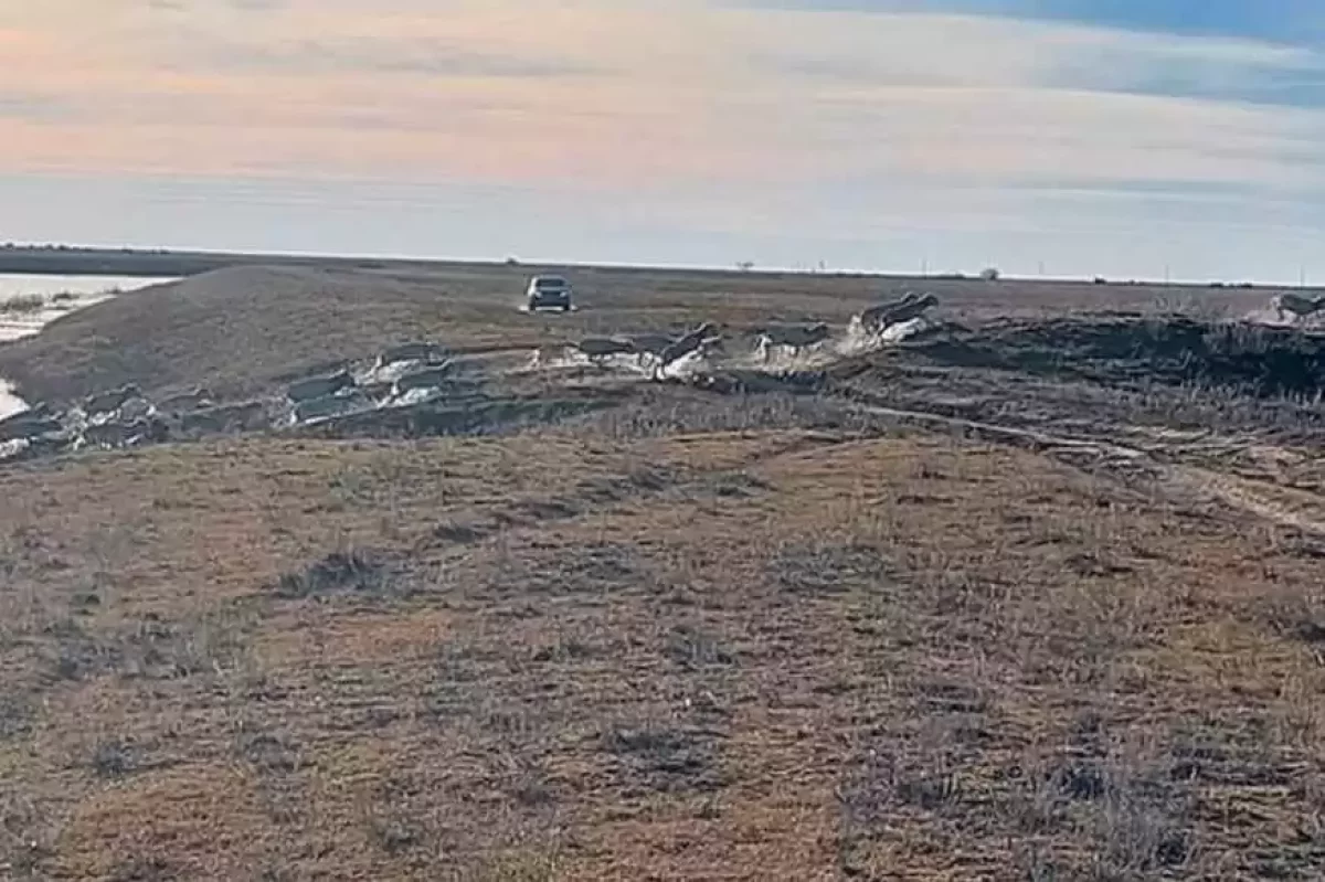 Батыс Қазақстанда 100-ден астам киік судан шығарылды