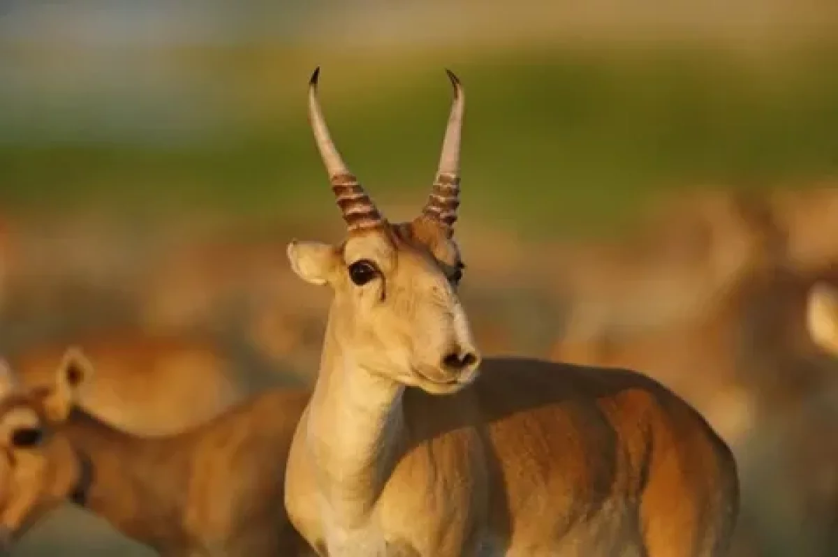 Мұзды суда қалып қойған 20 киік құтқарылды