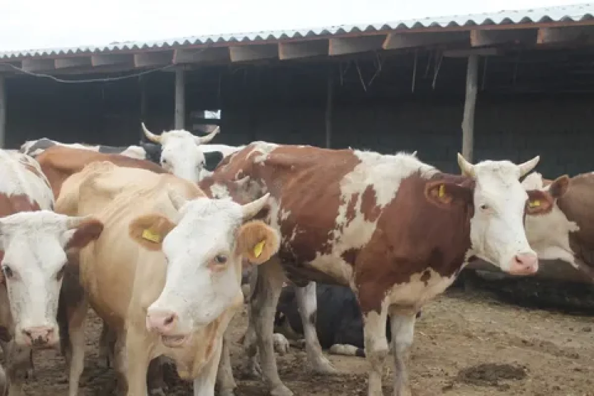 Қазақстан аумағынан ірі қара мал мен ұсақ мал әкетуге квота енгізіледі