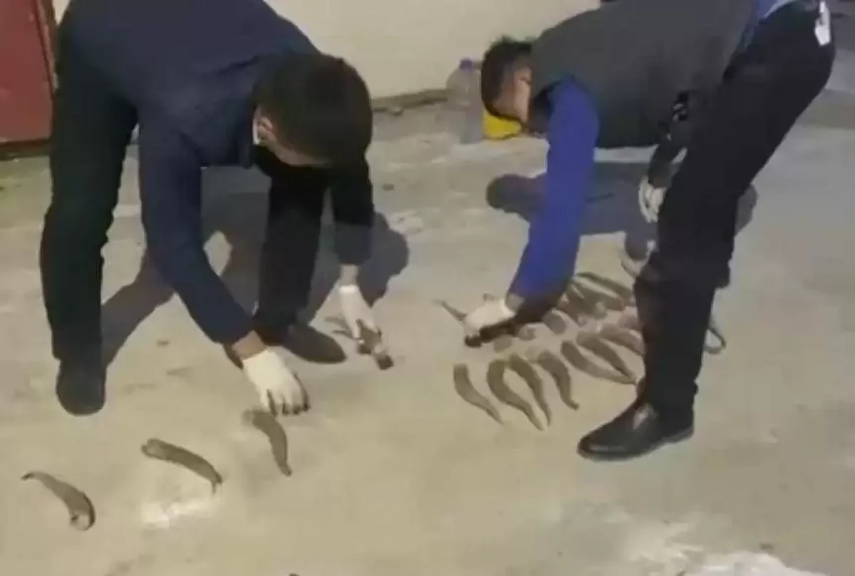 Қызылордада киік атқан қала тұрғыны ұсталды