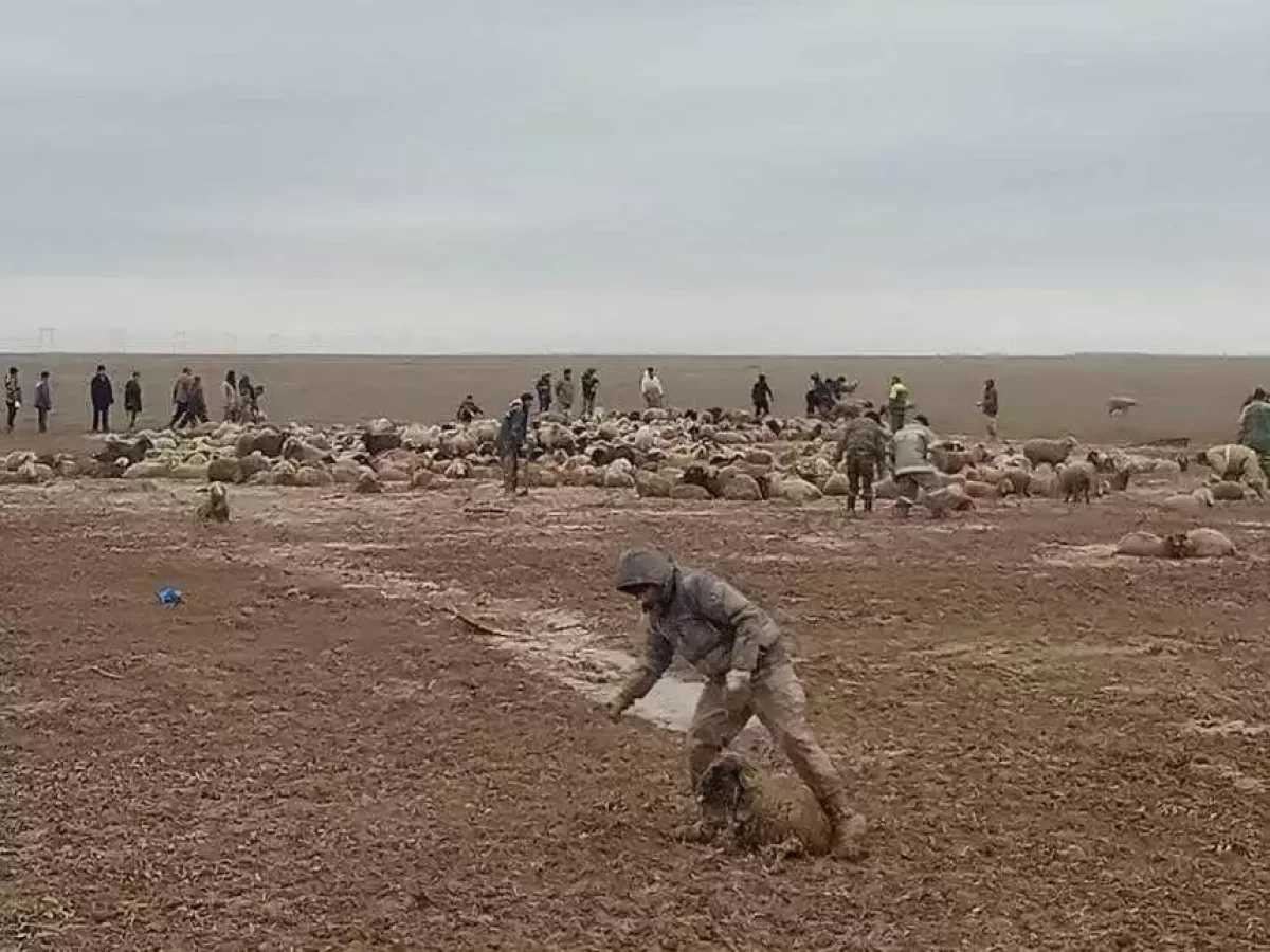 Алматы облысында екі мың қой батпаққа батып қалды