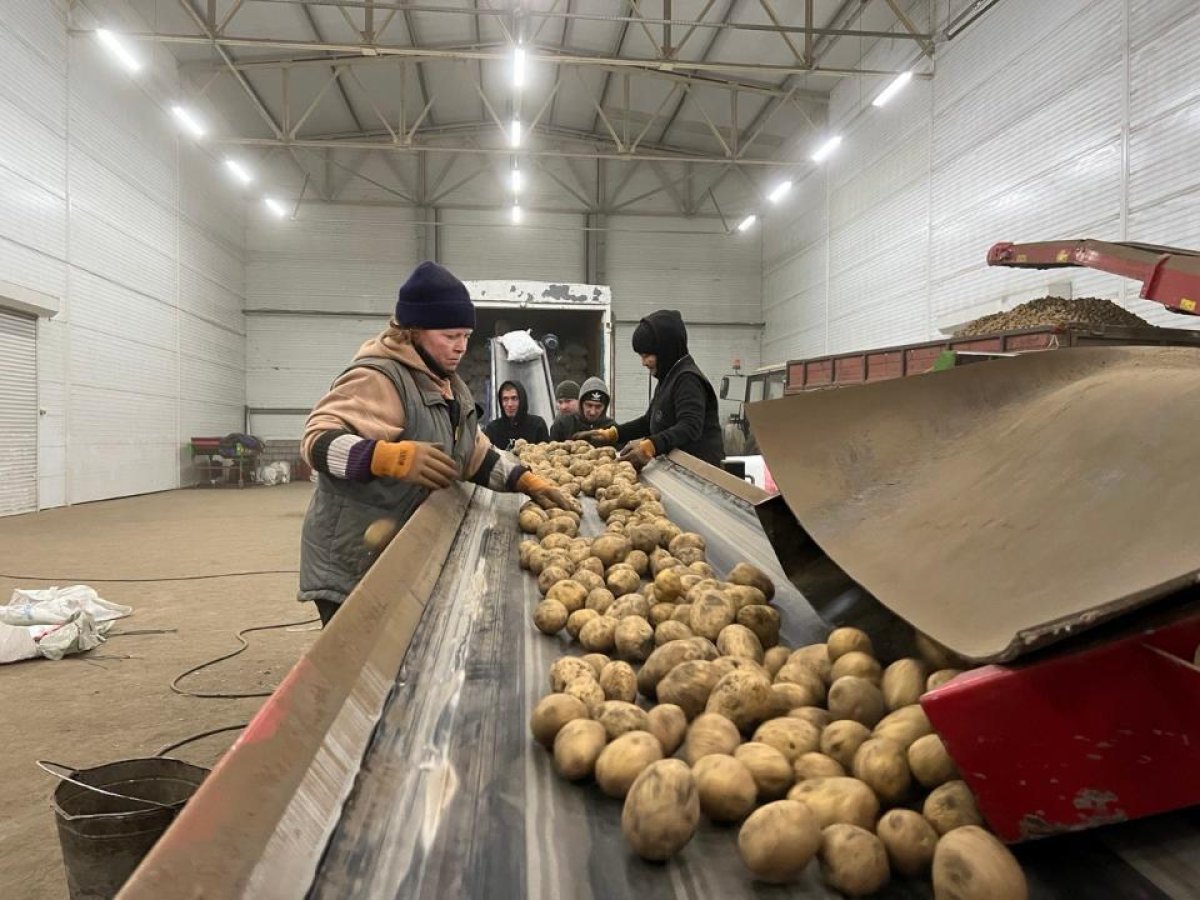 26 новых овощехранилищ откроют в Казахстане в этом году