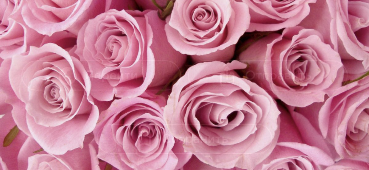 Цветов на 9,5 млн долларов купили казахстанцы с начала года