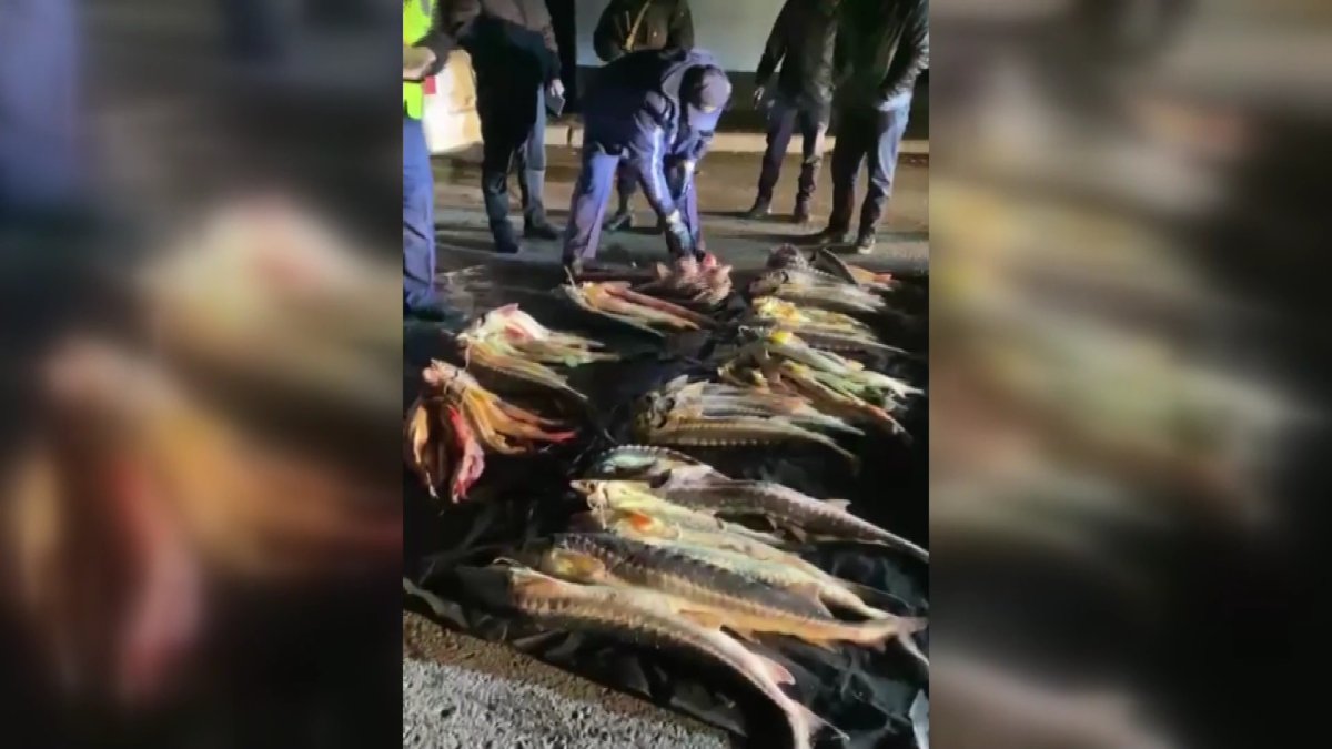 До трёх лет тюрьмы грозит двум жителям Мангистауской области за ловлю рыбы