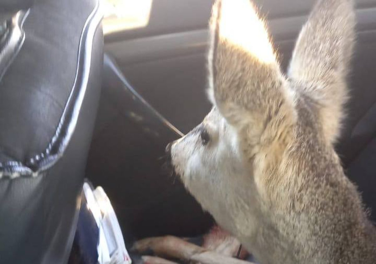 Спецоперацию по спасению косули развернули полицейские Костаная