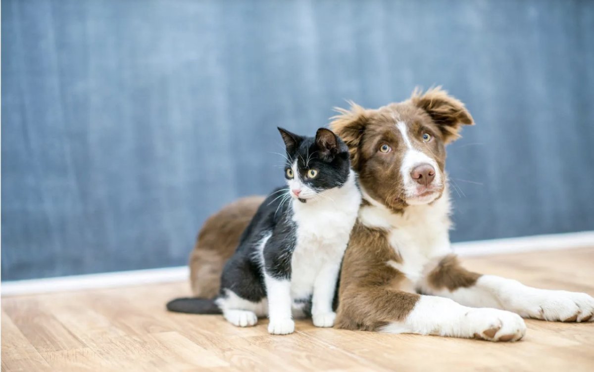 До трех лет тюрьмы будут давать за издевательства над животными в Испании