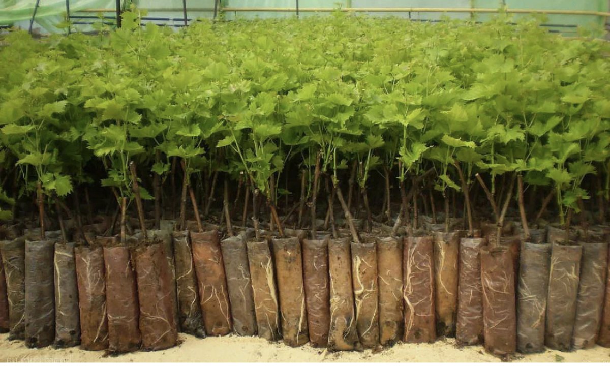 Посадите семейное дерево: бесплатные саженцы раздают в Актау