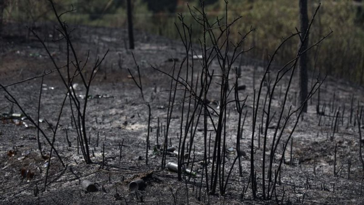 Құрғақ шөпті жағу: ТЖД алматылықтарға үндеу жасады