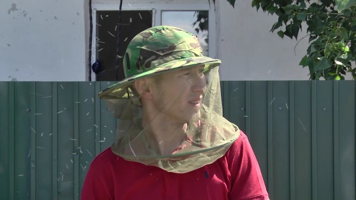 Павлодарда өткен жылы шыбын шіркейді улау жұмыстары нәтиже бермеген