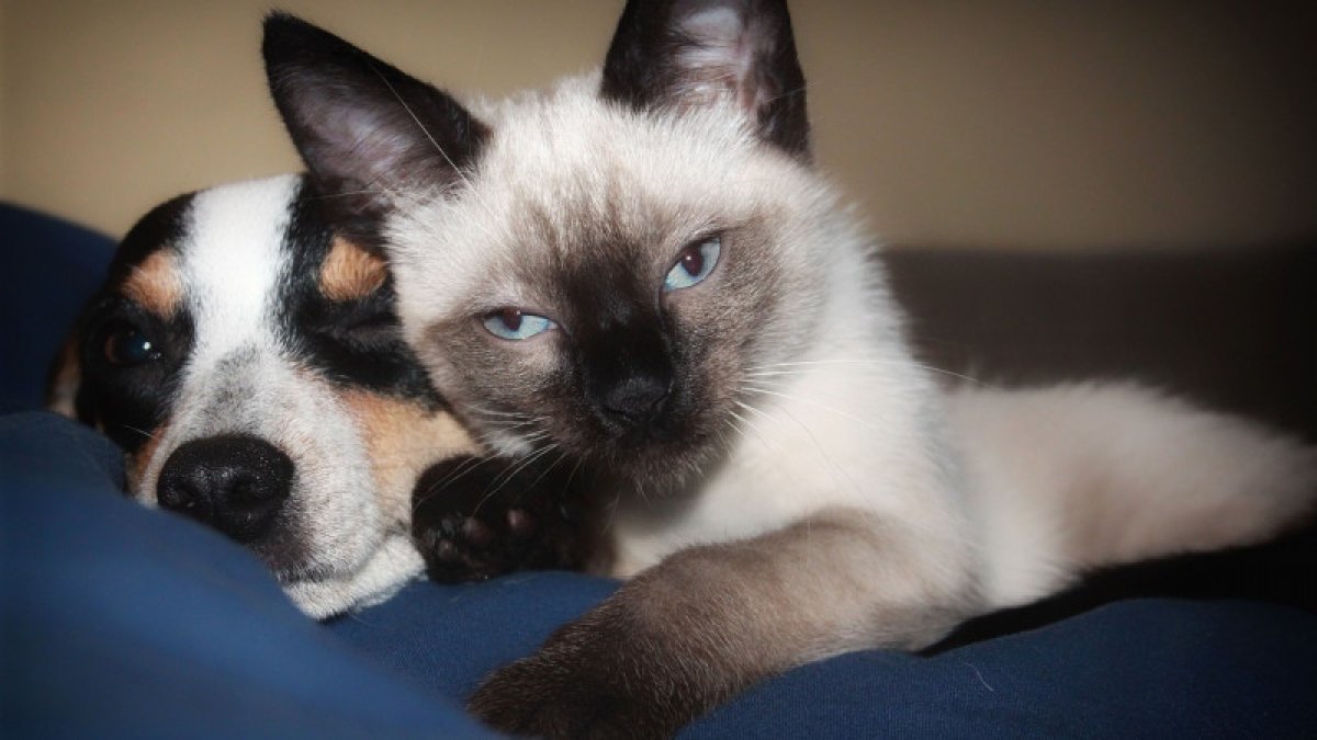 Жаңа ережені бұзған ит пен мысық иелері қалай жазаланады?