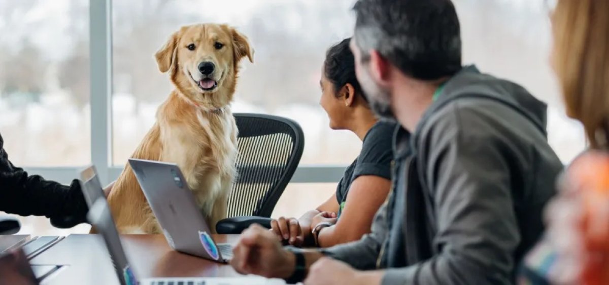 Европейцам разрешат приходить на работу с домашними животными