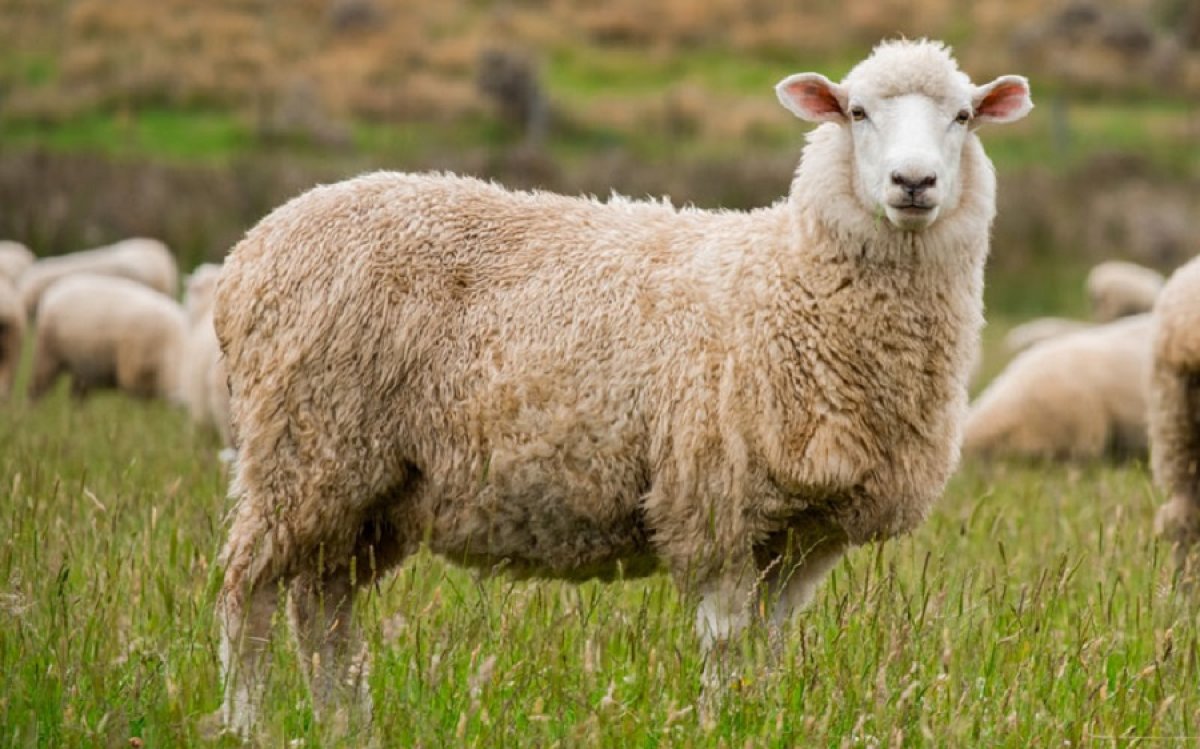 Батыс Қазақстандық шенеунік қызметтік кабинетінде қой сұраған