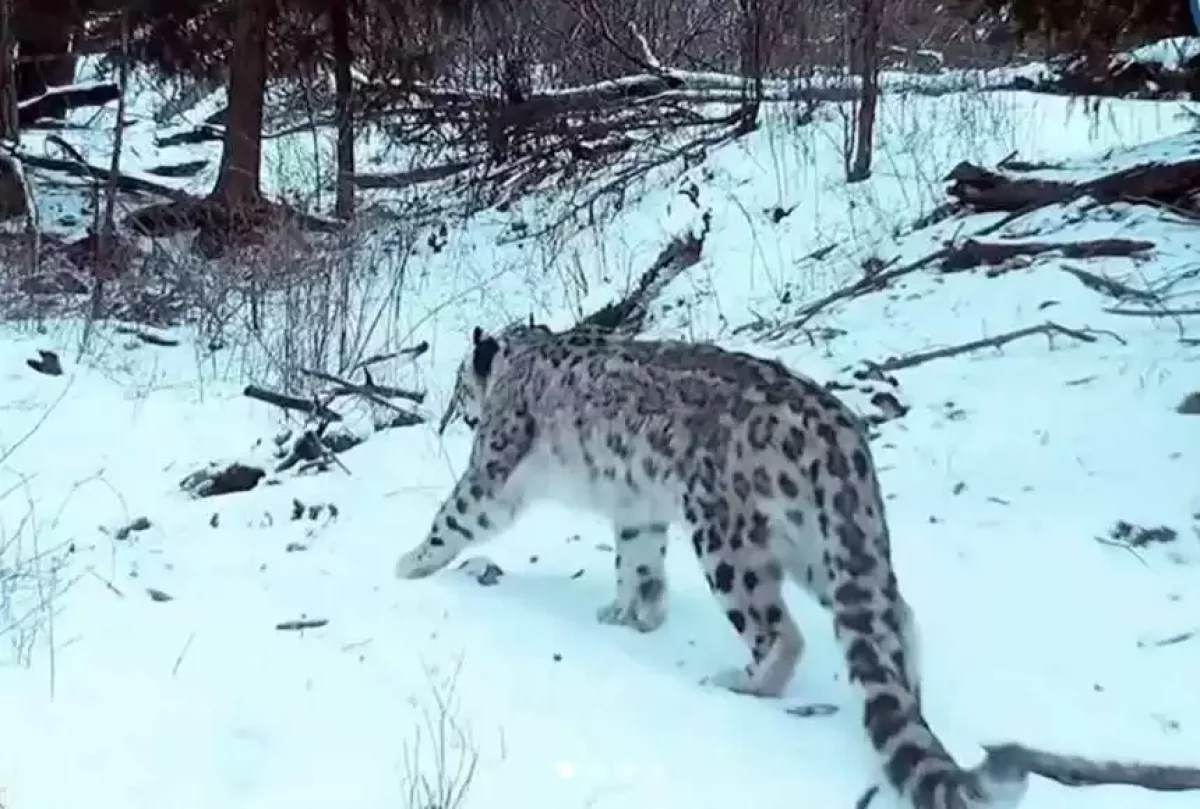 Жетісу Алатауында қар барысы мен арқарлар видеоға түсіп қалды