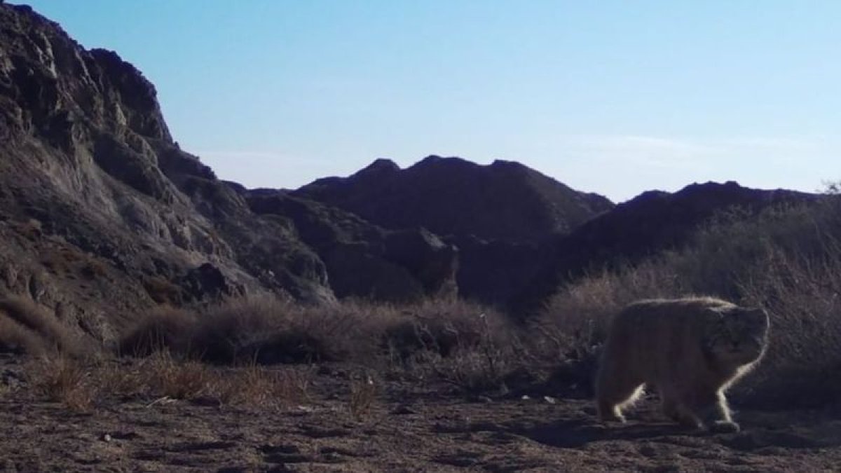Шарын шатқалында "Қызыл кітапқа" енген жабайы мысық видеоға түсіп қалды