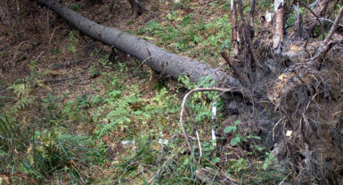 Ураган обрушился на Батуми и Кобулети: есть погибшие