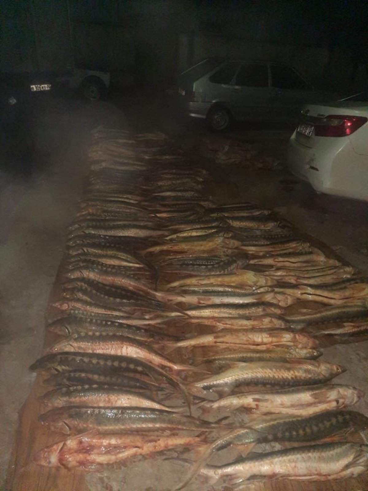 Атырауда заңсыз ауланған 417 кг бекіре тәркіленді