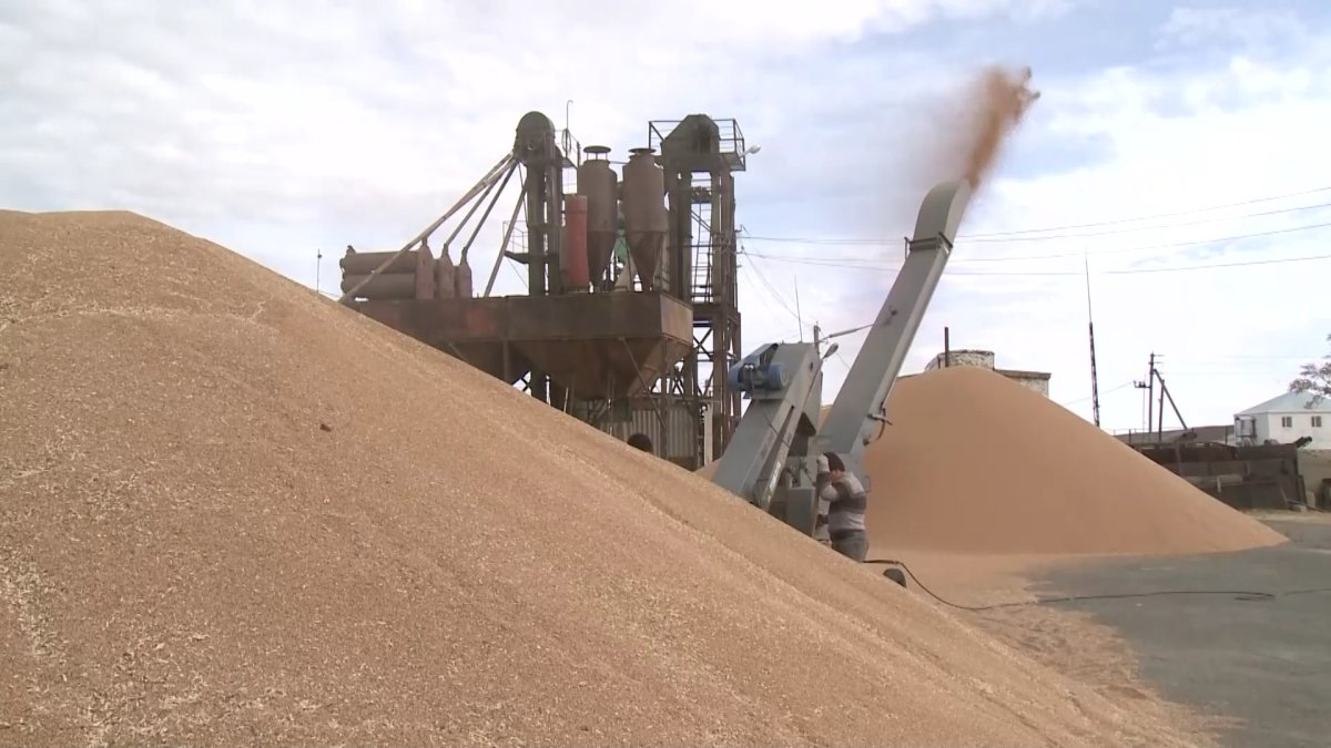 Тобыл өңірінің фермерлері астығын өткізе алмай отыр