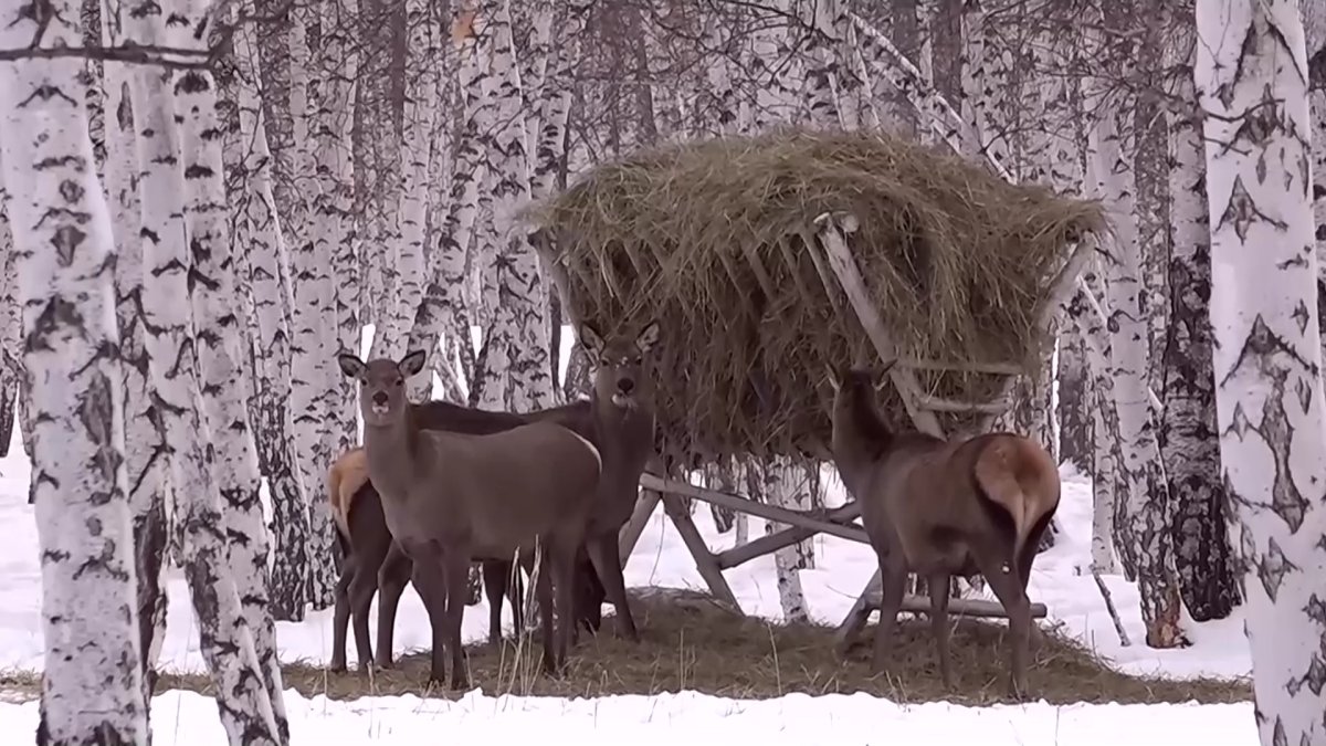 Около полусотни охотхозяйств на севере страны помогают диким животным пережить зиму