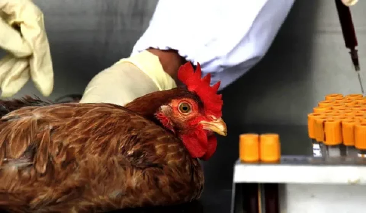 Чилиде құс тұмауы адамға жұқты