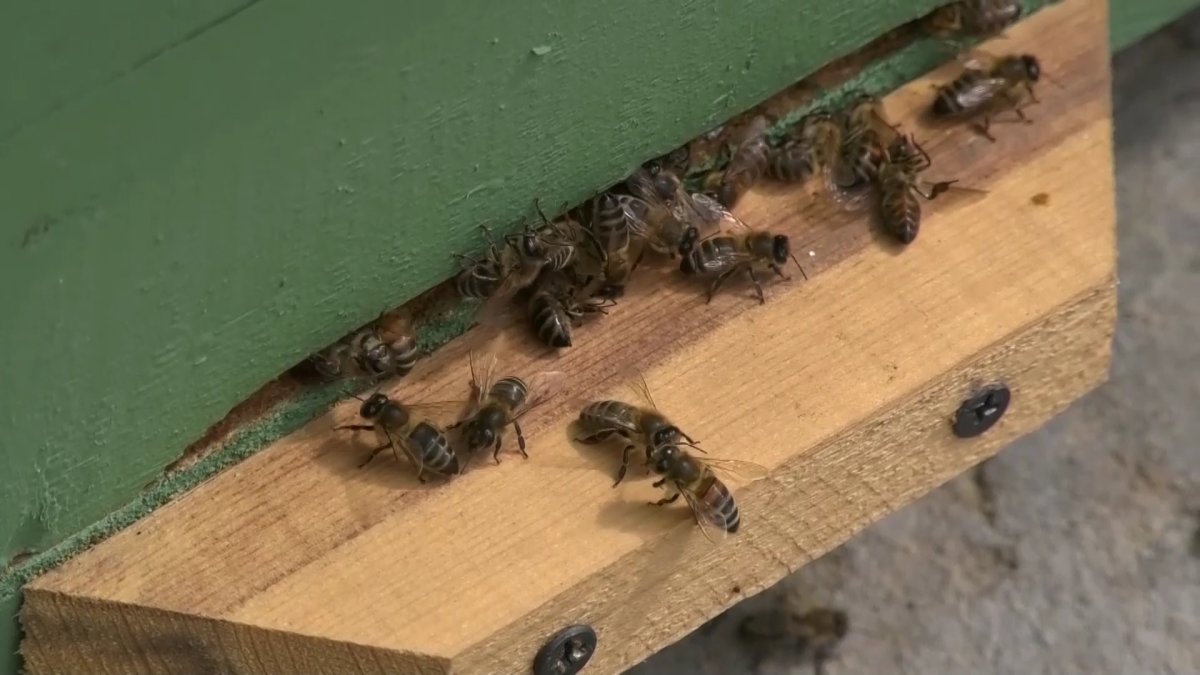 Түркістан облысында бал арасы қырылып жатыр