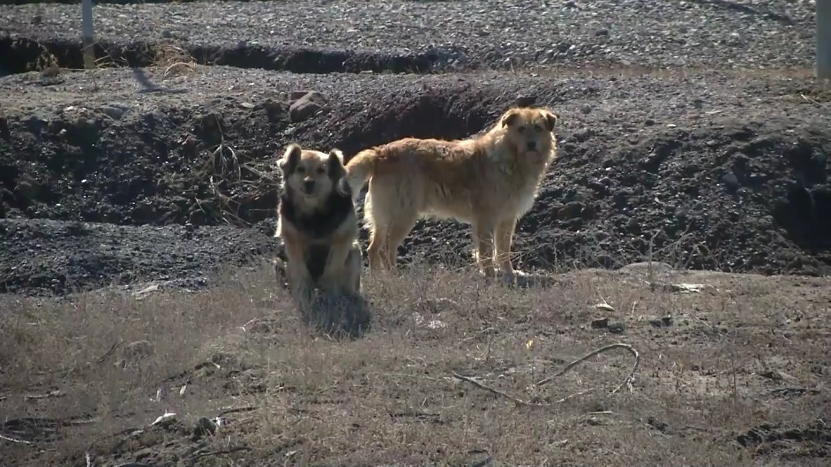 Сразу 300 бездомных кошек и собак могут заполнить улицы Караганды