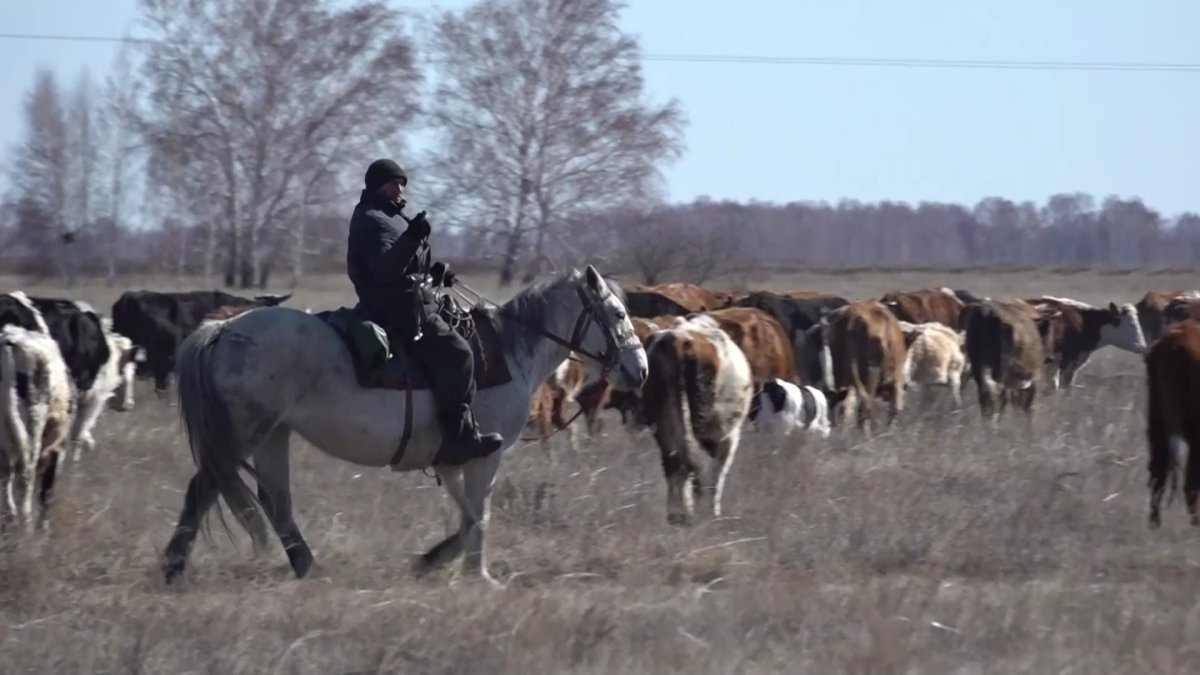 Павлодар облысында фермер ауыл іргесіндегі жерді 7 жылдан бері игермеген, ал жұрт мал жаятын жер таппай жүр