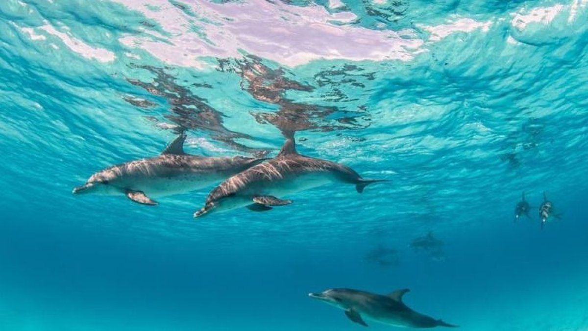 БҰҰ мұхиттарды қорғау туралы келісімді мақұлдады