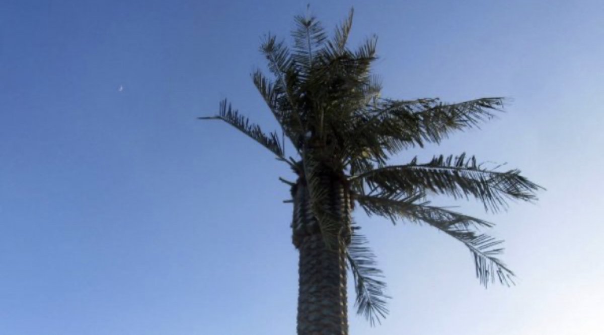 Пальмы осыпаются на набережной Актау