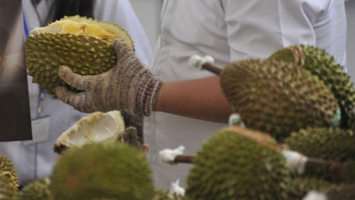 Самолет Turkish Airlines совершил экстренную посадку из-за запаха дуриана