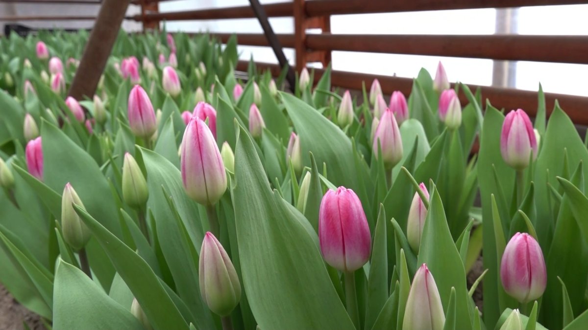 Три тысячи тюльпанов: бывший слесарь превратил свой дачный участок в цветочную империю