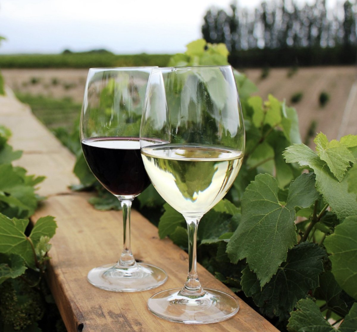 Казахстанцы стали пить больше вина