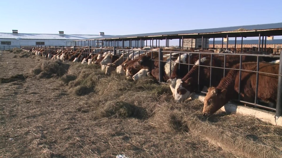 Павлодарлық фермерлер алаяқтардың құрбаны болды