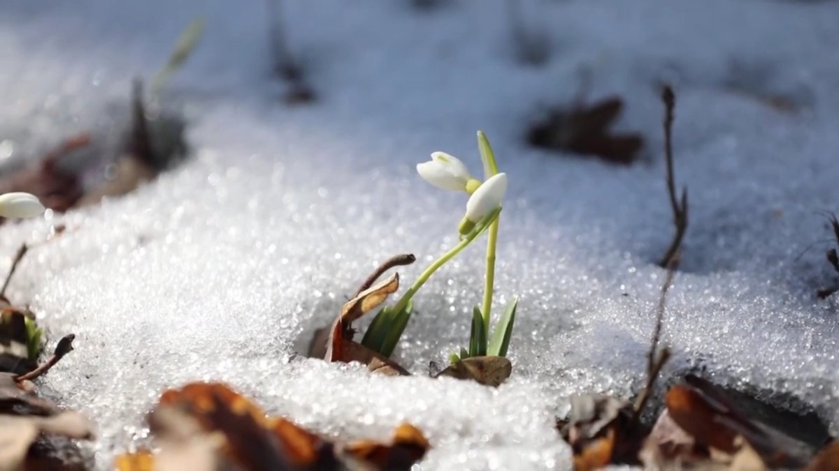 Бәйшешектің әр гүлін жұлғаны үшін 1,5 миллион тг көлемінде айыппұл салынады