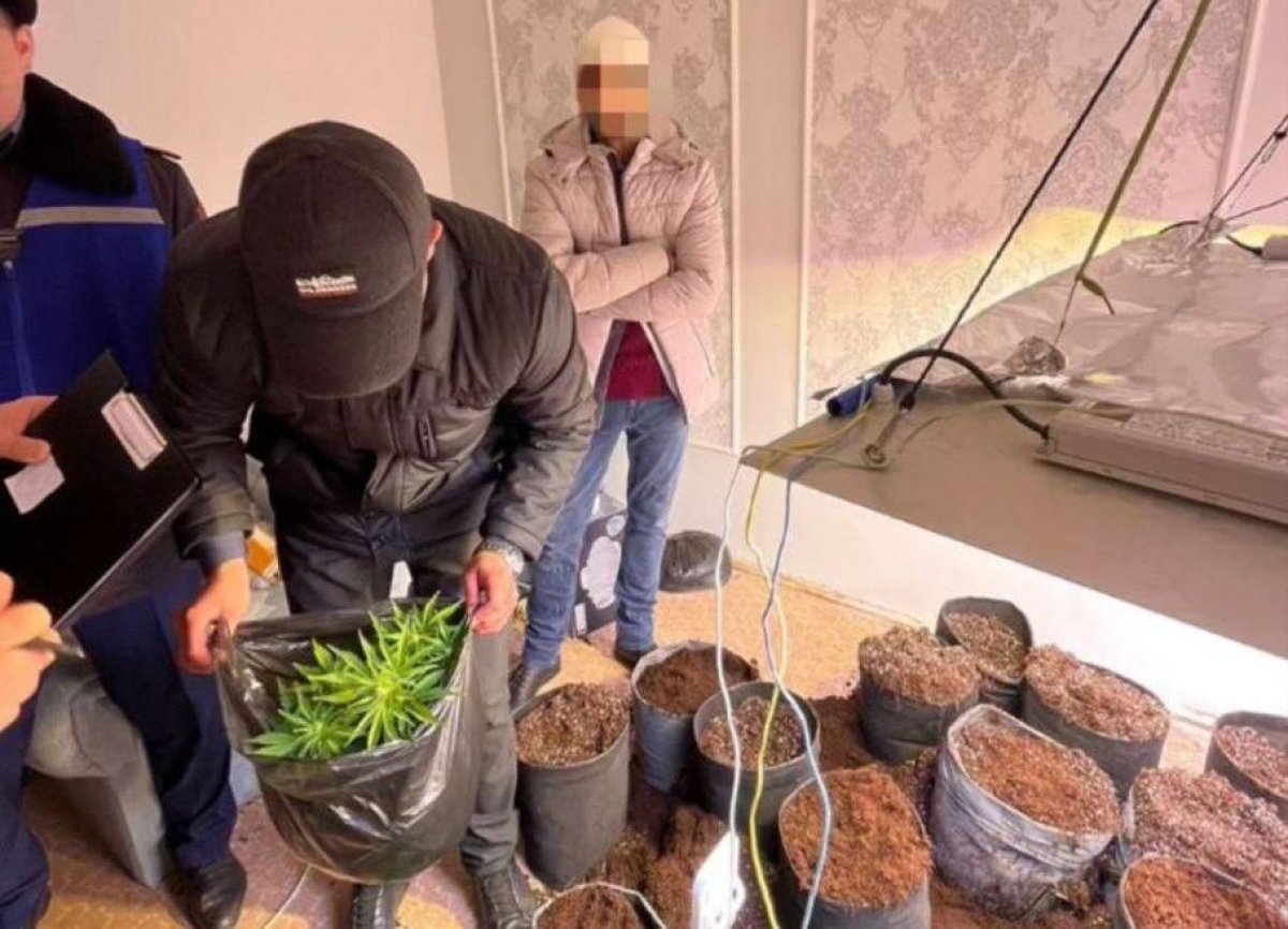 Наркотики в жилом доме выращивали жители Актау