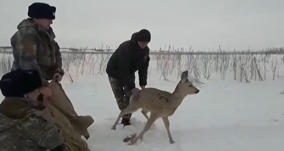 Дикие косули разгуливают по центру Петропавловска