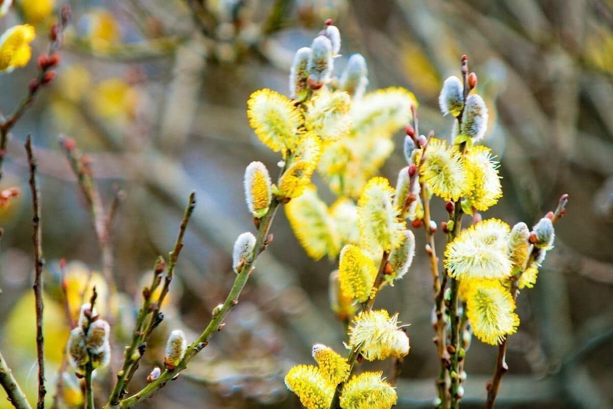 Капризный, жаркий и пыльный: каким будет апрель в Казахстане
