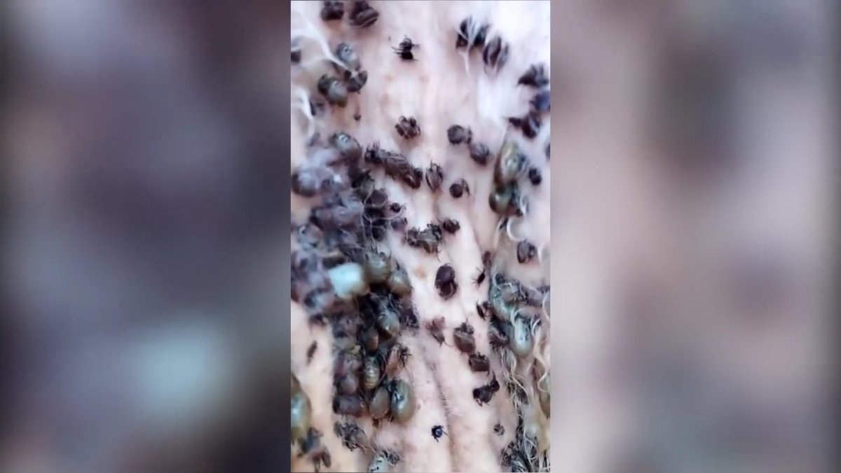 Батыс Қазақстан облысында кене қаптады